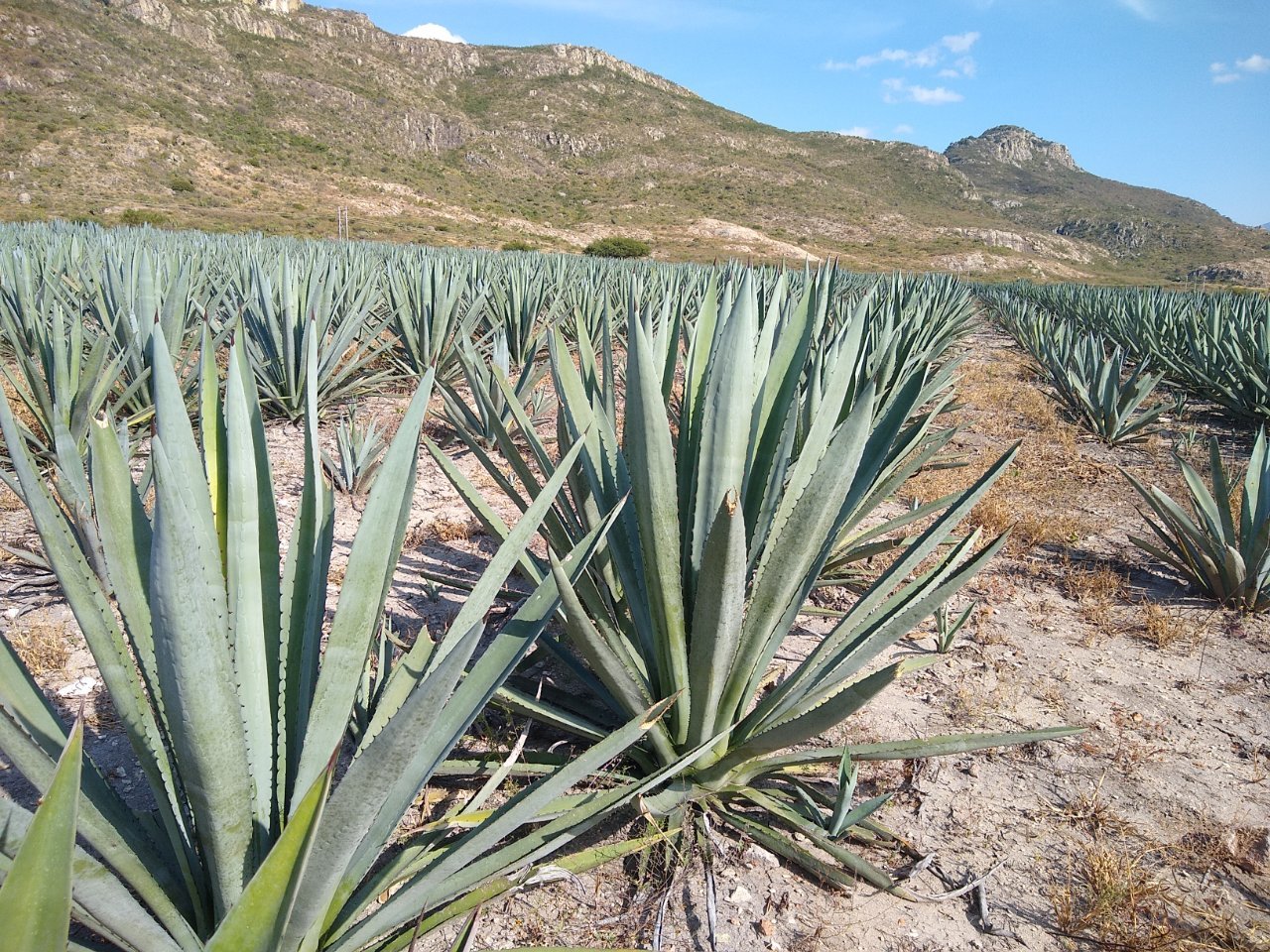 Mezcal Origen — Campaña